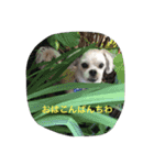 十犬十色（個別スタンプ：4）