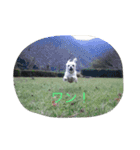 十犬十色（個別スタンプ：5）