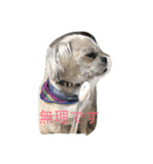 十犬十色（個別スタンプ：6）