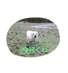 十犬十色（個別スタンプ：7）