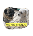 十犬十色（個別スタンプ：8）