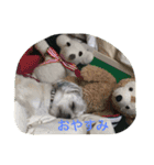 十犬十色（個別スタンプ：10）