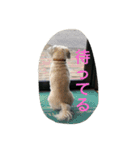十犬十色（個別スタンプ：11）
