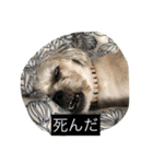 十犬十色（個別スタンプ：12）