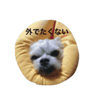 十犬十色（個別スタンプ：13）