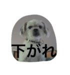 十犬十色（個別スタンプ：15）