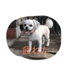 十犬十色（個別スタンプ：16）