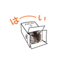 動かないうちの猫を動かしてみた件（個別スタンプ：5）