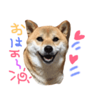 柴犬 こうめの独り言（個別スタンプ：1）