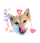 柴犬 こうめの独り言（個別スタンプ：2）