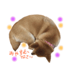 柴犬 こうめの独り言（個別スタンプ：3）