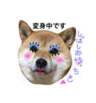 柴犬 こうめの独り言（個別スタンプ：4）