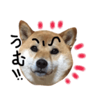 柴犬 こうめの独り言（個別スタンプ：5）