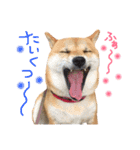 柴犬 こうめの独り言（個別スタンプ：6）