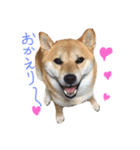 柴犬 こうめの独り言（個別スタンプ：7）