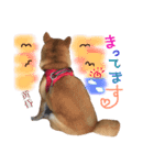 柴犬 こうめの独り言（個別スタンプ：8）