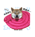柴犬 こうめの独り言（個別スタンプ：9）