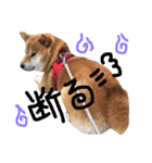 柴犬 こうめの独り言（個別スタンプ：10）