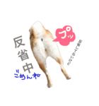 柴犬 こうめの独り言（個別スタンプ：11）