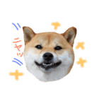 柴犬 こうめの独り言（個別スタンプ：12）