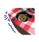 柴犬 こうめの独り言（個別スタンプ：13）
