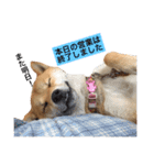 柴犬 こうめの独り言（個別スタンプ：14）