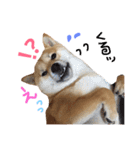 柴犬 こうめの独り言（個別スタンプ：15）