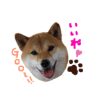 柴犬 こうめの独り言（個別スタンプ：16）
