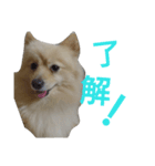 モコモコ ポメスタンプ（個別スタンプ：3）