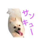 モコモコ ポメスタンプ（個別スタンプ：4）