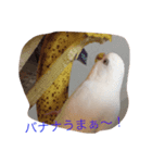 いんこのきもち   その2（個別スタンプ：5）