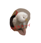 いんこのきもち   その2（個別スタンプ：6）