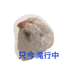 いんこのきもち   その2（個別スタンプ：8）