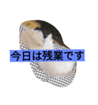 今日のしえるん（個別スタンプ：5）