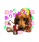 ラムアム（個別スタンプ：11）