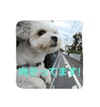 ベルちゃんのスタンプvol.2(日本語)（個別スタンプ：9）