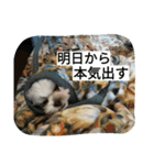 ベルちゃんのスタンプvol.2(日本語)（個別スタンプ：12）