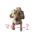 ミニチュアダックスのモモとレモン（個別スタンプ：1）