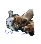 ミニチュアダックスのモモとレモン（個別スタンプ：2）