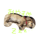 ミニチュアダックスのモモとレモン（個別スタンプ：3）