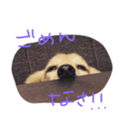 ミニチュアダックスのモモとレモン（個別スタンプ：7）
