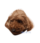 dog like music（個別スタンプ：1）