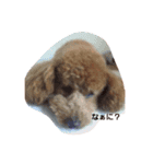 dog like music（個別スタンプ：4）