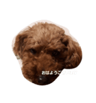 dog like music（個別スタンプ：5）