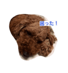 dog like music（個別スタンプ：6）