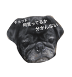 美パグのだいふくちゃん（個別スタンプ：1）