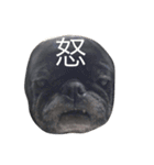 美パグのだいふくちゃん（個別スタンプ：4）