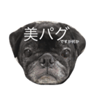 美パグのだいふくちゃん（個別スタンプ：5）