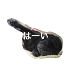 美パグのだいふくちゃん（個別スタンプ：8）