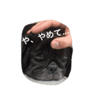美パグのだいふくちゃん（個別スタンプ：9）
